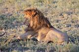 TANZANIA - Serengeti National Park - Leoni Lions - 62